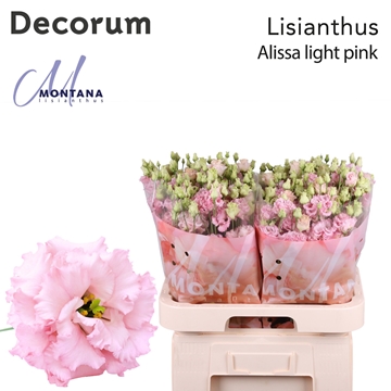 Lisianthus Double Alissa Light Pink 70cm