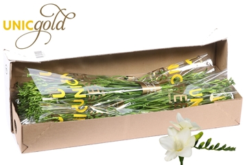 Freesia Single Ambiance 20gram