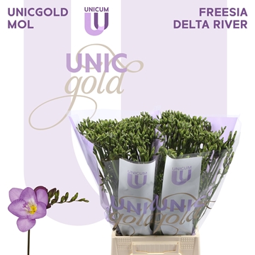Freesia Single Delta River 21gram