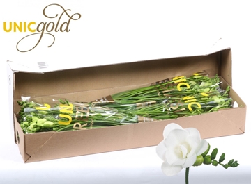 Freesia Double Essence 20gram