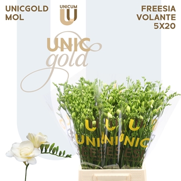 Freesia Double Volante 20gram