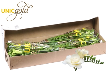 Freesia Double Volante 20gram