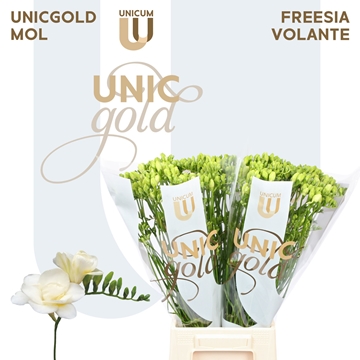 Freesia Double Volante 20gram