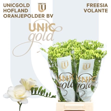 Freesia Double Volante 20gram