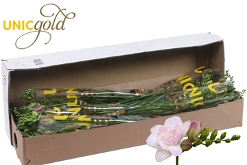 Freesia Double Rosario 23gram