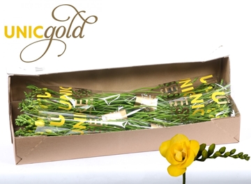 Freesia Double Soleil 24gram
