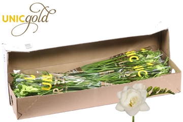 Freesia Double Belleville 22gram