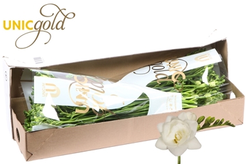 Freesia Double Belleville 22gram