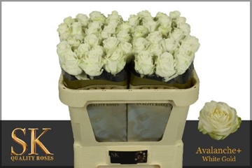 Rosa Avalanche 70cm