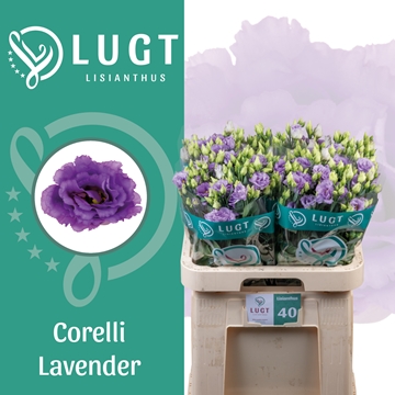 Lisianthus Double Corelli Lavender 70cm