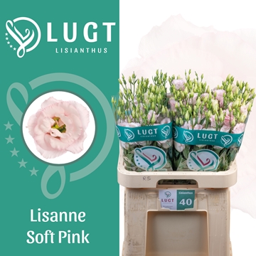 Lisianthus Double Lis Soft Pink 70cm