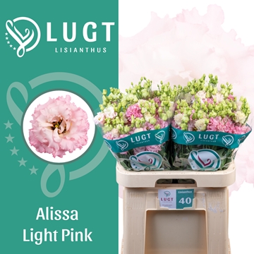 Lisianthus Double Alissa Light Pink 70cm