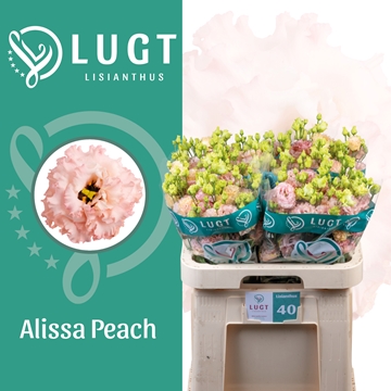 Lisianthus Double Alissa Peach 70cm