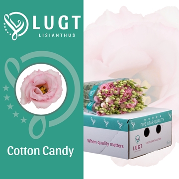 Lisianthus Double Cotton Candy 70cm