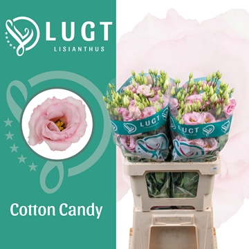 Lisianthus Double Cotton Candy 70cm
