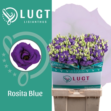 Lisianthus Double Rosita Blue 70cm