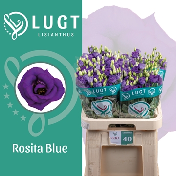 Lisianthus Double Rosita Blue 70cm