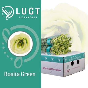 Lisianthus Double Rosita Green 70cm