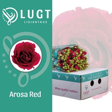 Lisianthus Double Arosa Red 70cm