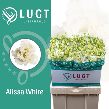 Lisianthus Double Alissa White 70cm