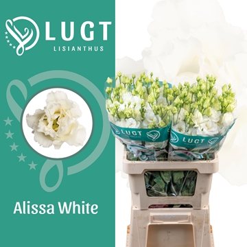 Lisianthus Double Alissa White 70cm