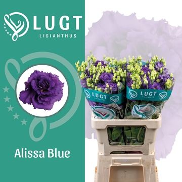 Lisianthus Double Alissa Blue 70cm