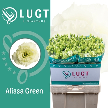 Lisianthus Double Alissa Green 70cm