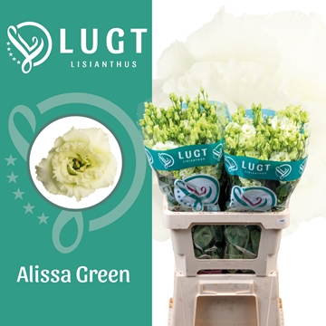 Lisianthus Double Alissa Green 70cm