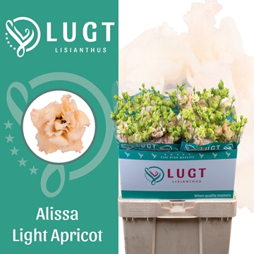Lisianthus Double Alissa Apricot 70cm