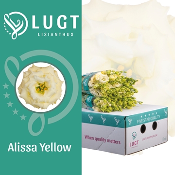 Lisianthus Double Alissa Yellow 70cm