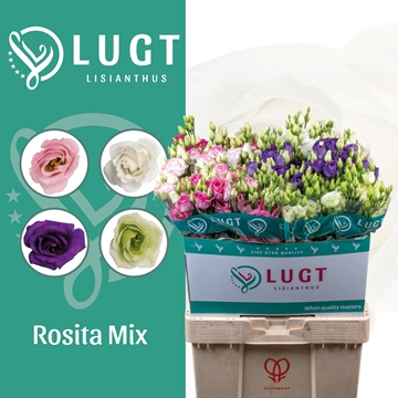 Lisianthus Double Mixed In Bucket 70cm
