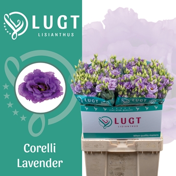 Lisianthus Double Corelli Lavender 70cm