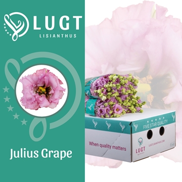 Lisianthus Double Julius Grape 70cm