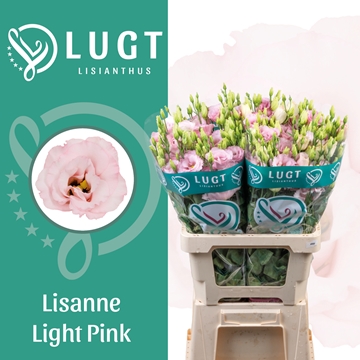 Lisianthus Double Lisanne Light Pink 70cm