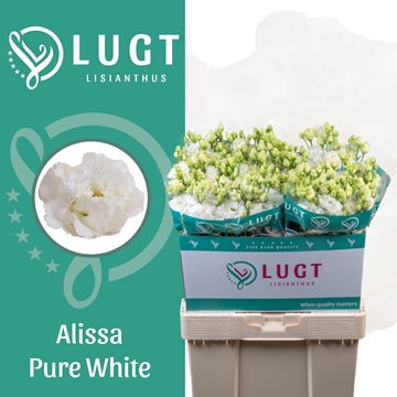 Lisianthus Double Alissa Pure White 70cm