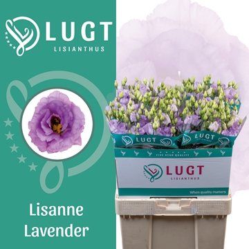 Lisianthus Double Lisanne Lavender 70cm
