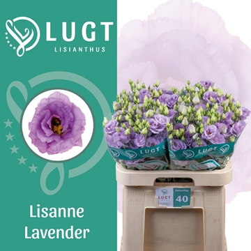 Lisianthus Double Lisanne Lavender 70cm
