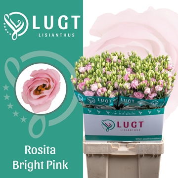 Lisianthus Double Rosita Bright Pink 70cm