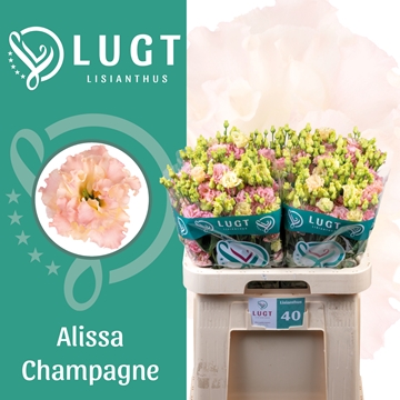 Lisianthus Double Alissa Champagne 70cm