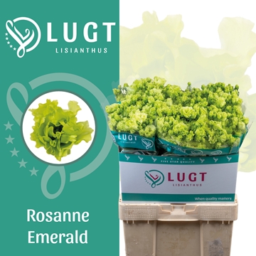 Lisianthus Double Rosanne Emerald 70cm