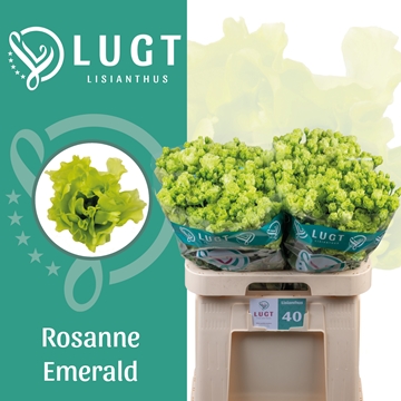 Lisianthus Double Rosanne Emerald 70cm