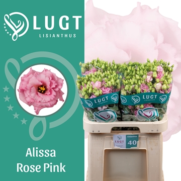 Lisianthus Double Alissa Rose Pi 70cm