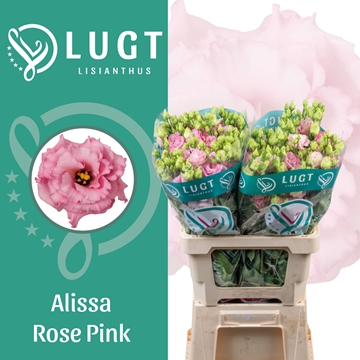 Lisianthus Double Alissa Rose Pi 70cm