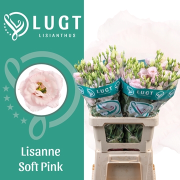 Lisianthus Double Lis Soft Pink 70cm