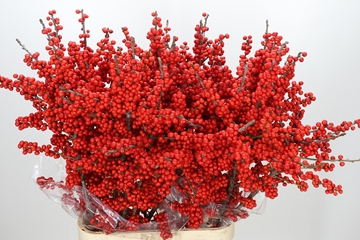 Ilex Verticlilata 100cm