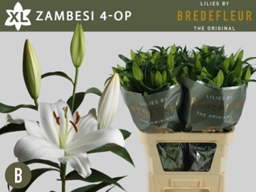 Lilium Ot Zambesi 90cm 4/5bl