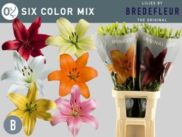 Lilium La Mixed In Bucket 90cm 4/5bl