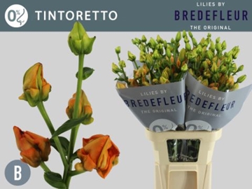 Lilium La Tintoretto 90cm 3/5bl