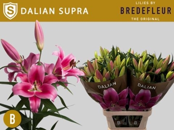 Lilium Ot Dalian 100cm 5/7bl