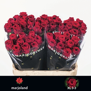 Rosa Hybrida Red Naomi 80cm